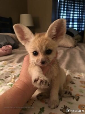 生活奇奇怪怪，我得可可爱爱