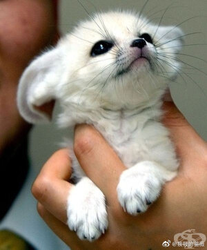 生活奇奇怪怪，我得可可爱爱