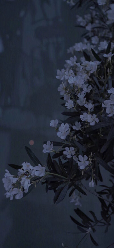 最ins手机壁纸 堆糖 美图壁纸兴趣社区