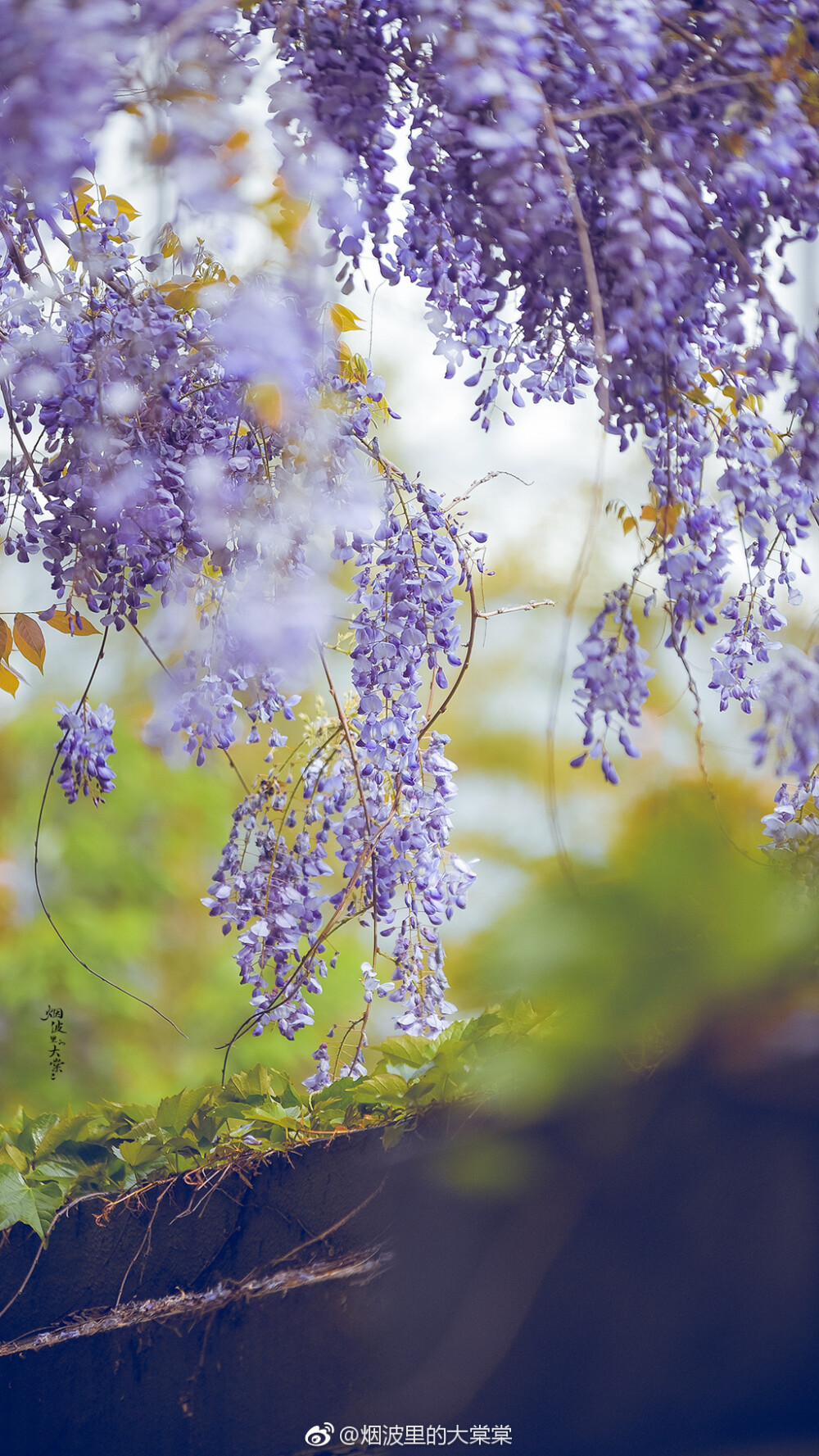 壁纸·百花娇艳