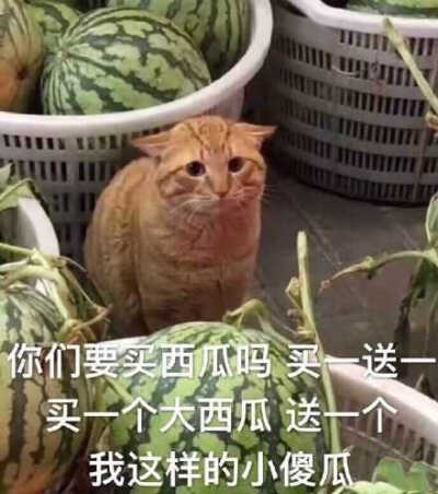 你们要买西瓜吗 买一送一 买一个大西瓜送一个我这样的小傻瓜