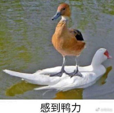 必胜聊天