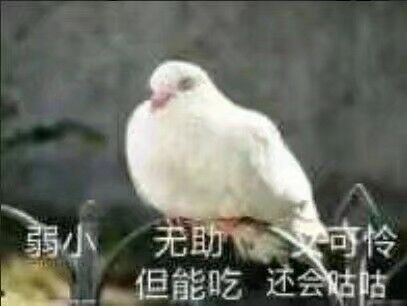 必胜聊天