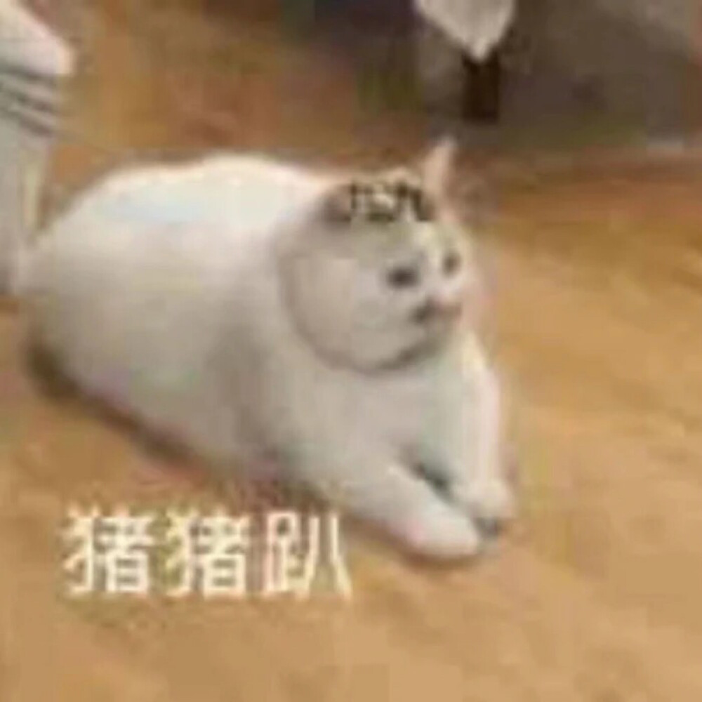 猫猫