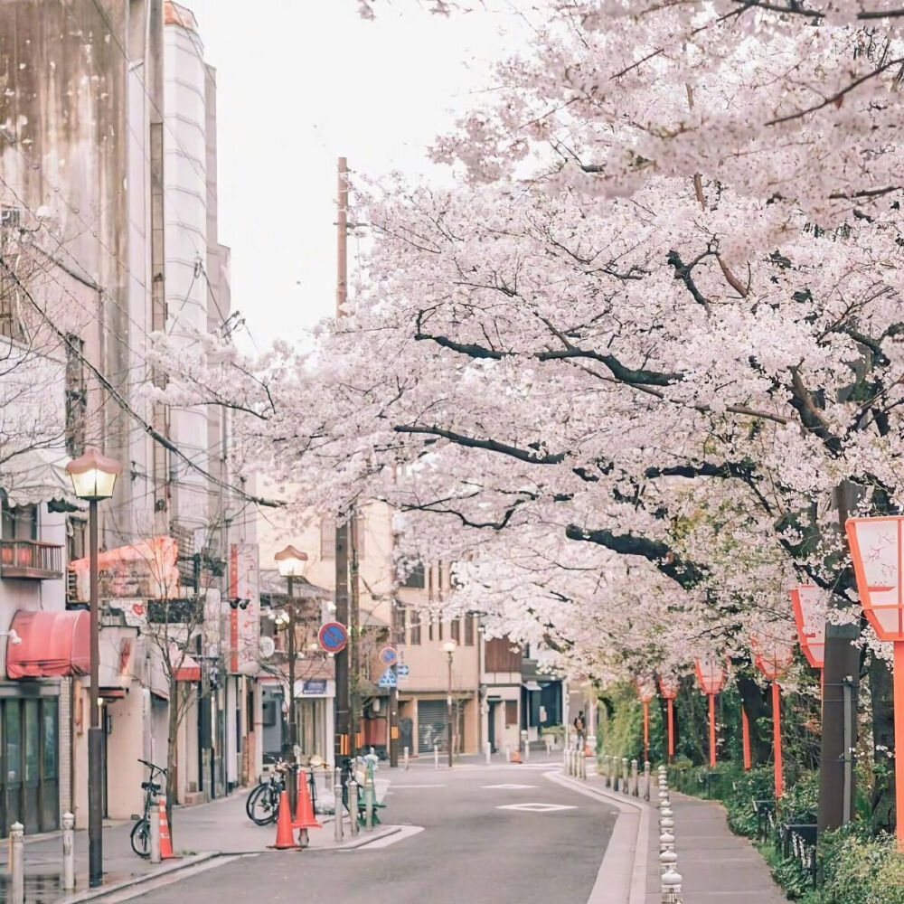 日本樱花壁纸锁屏