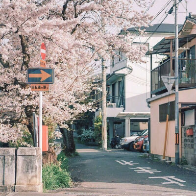 日本樱花壁纸锁屏