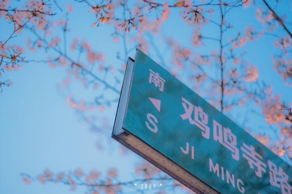 春观夜樱・鸡鸣寺 ​​​
cr@択野 