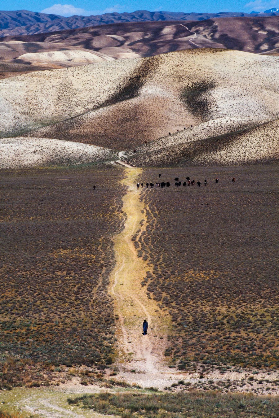 afghanistan 史蒂夫·麦凯瑞