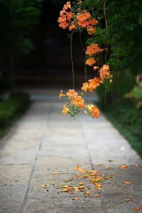 【原创】《风弄影》
心间一胧月，晴时雨时，相思不停。月里桂树，细碎花影，幽幽香动，十里长亭，香染襟前折柳。花香离情同入酒，朱深赤浅枫叶浓，浓不过，桂花酒。酒醇微醺醉风月，难辨，花、树、人。风动水微澜，恍惚月影，执心做笔，情做笺，与古人同念：想，却不能见的千里婵娟。
文/悠然（@一诗一文 ）
图/最美古风古诗词 【识自本心，见自本性。知自本意，晓自本情。 ​​​​】#诗词# #春天#