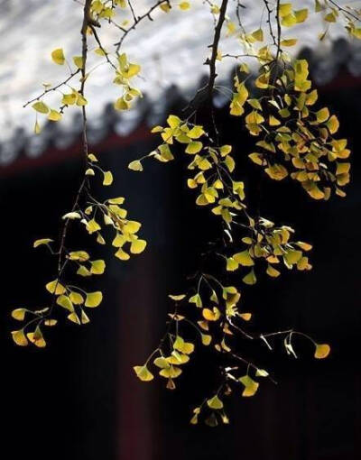 【原创】《风弄影》
心间一胧月，晴时雨时，相思不停。月里桂树，细碎花影，幽幽香动，十里长亭，香染襟前折柳。花香离情同入酒，朱深赤浅枫叶浓，浓不过，桂花酒。酒醇微醺醉风月，难辨，花、树、人。风动水微澜，…