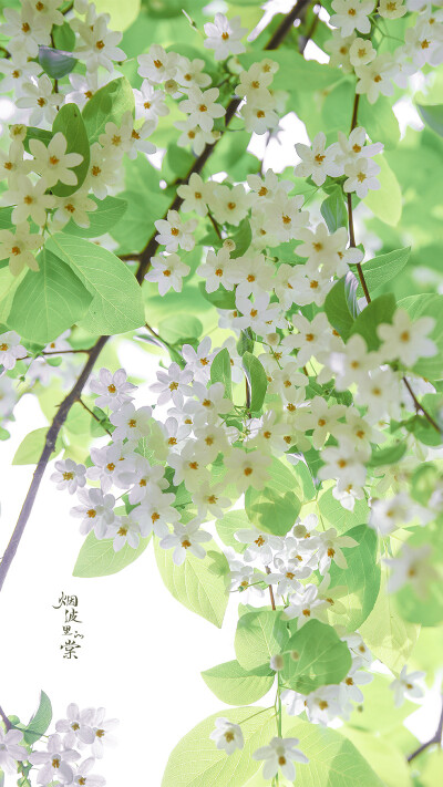 #遇见春光##我家的春天##微博摄影大赛##遇见美好##最南京，全民拍#
【秤锤树】清清凉凉，一起来护眼。
摄影@烟波里的棠