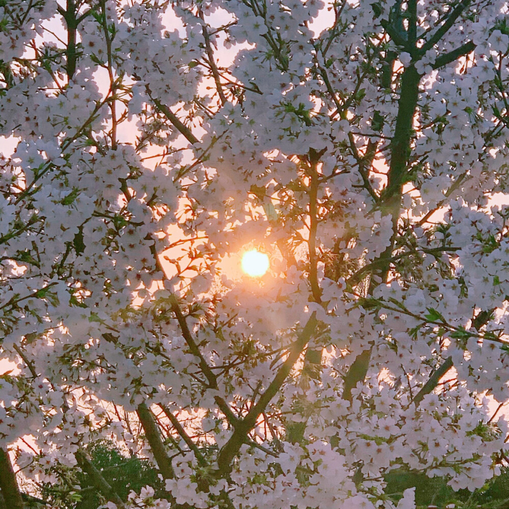 樱花 朋友圈背景 头像