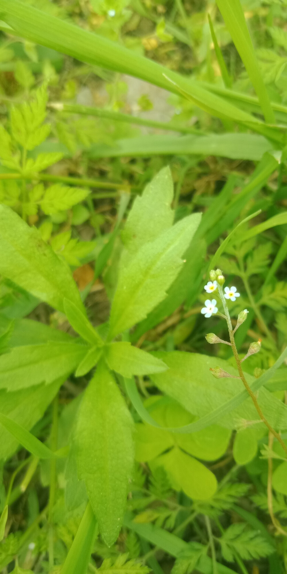 路边的野花不要采