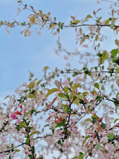 ?? | spring
夏 日 記