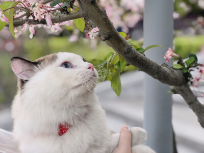 ?? | spring
夏 日 記