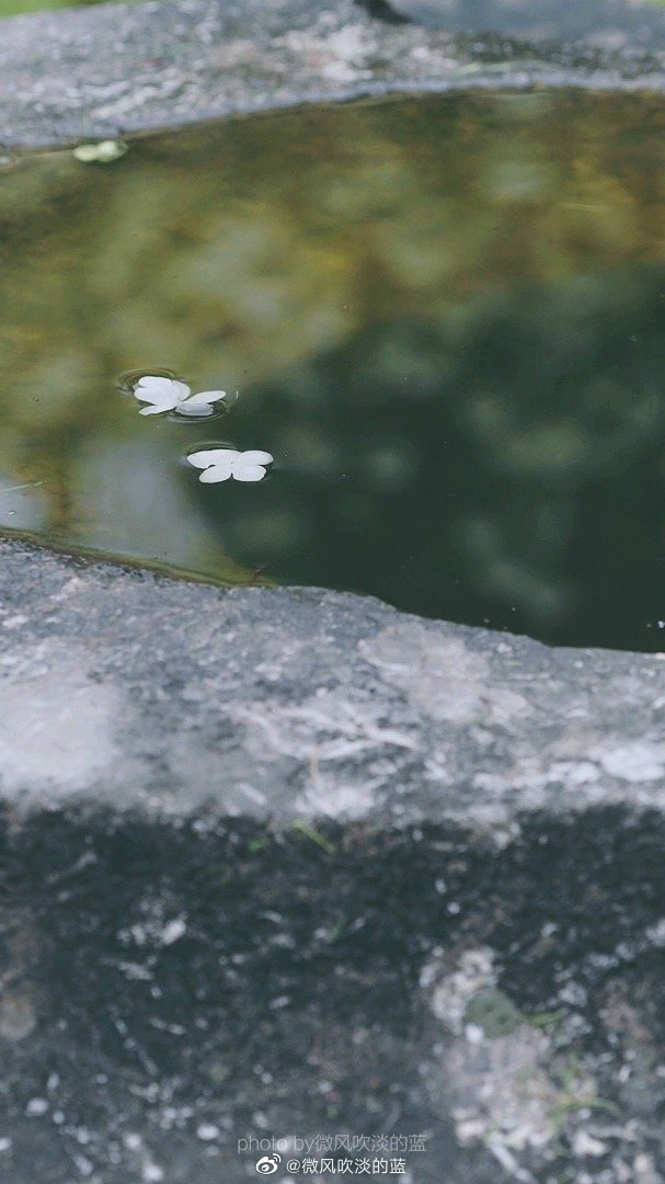 ｜午朝门·木绣球｜似这般花团锦簇，都付与断壁残垣。
摄影@微风吹淡的蓝
#遇见美好时光##我家的春天##摄影##最南京，全民拍##带着微博去旅行##遇见春光##随手拍最美春天# ​​​
