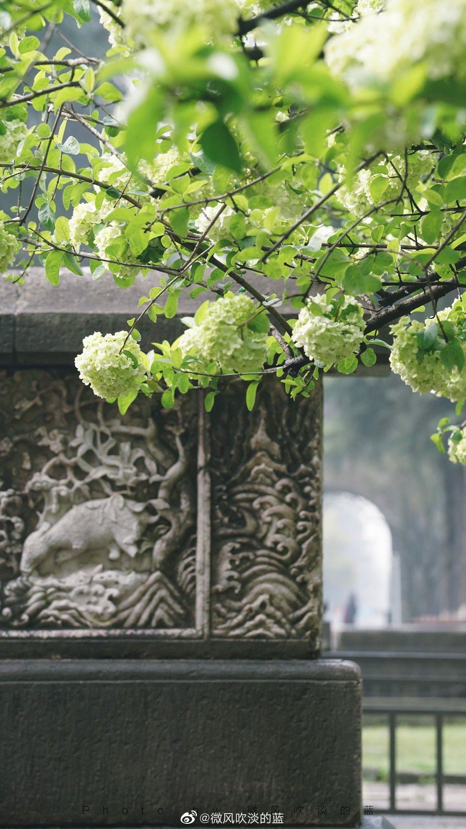 ｜午朝门·木绣球｜似这般花团锦簇，都付与断壁残垣。
摄影@微风吹淡的蓝
#遇见美好时光##我家的春天##摄影##最南京，全民拍##带着微博去旅行##遇见春光##随手拍最美春天# ​​​
