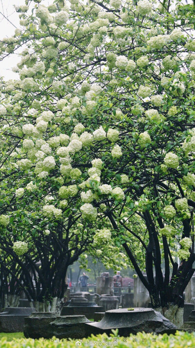 ｜午朝门·木绣球｜似这般花团锦簇，都付与断壁残垣。
摄影@微风吹淡的蓝
#遇见美好时光##我家的春天##摄影##最南京，全民拍##带着微博去旅行##遇见春光##随手拍最美春天# ​​​
