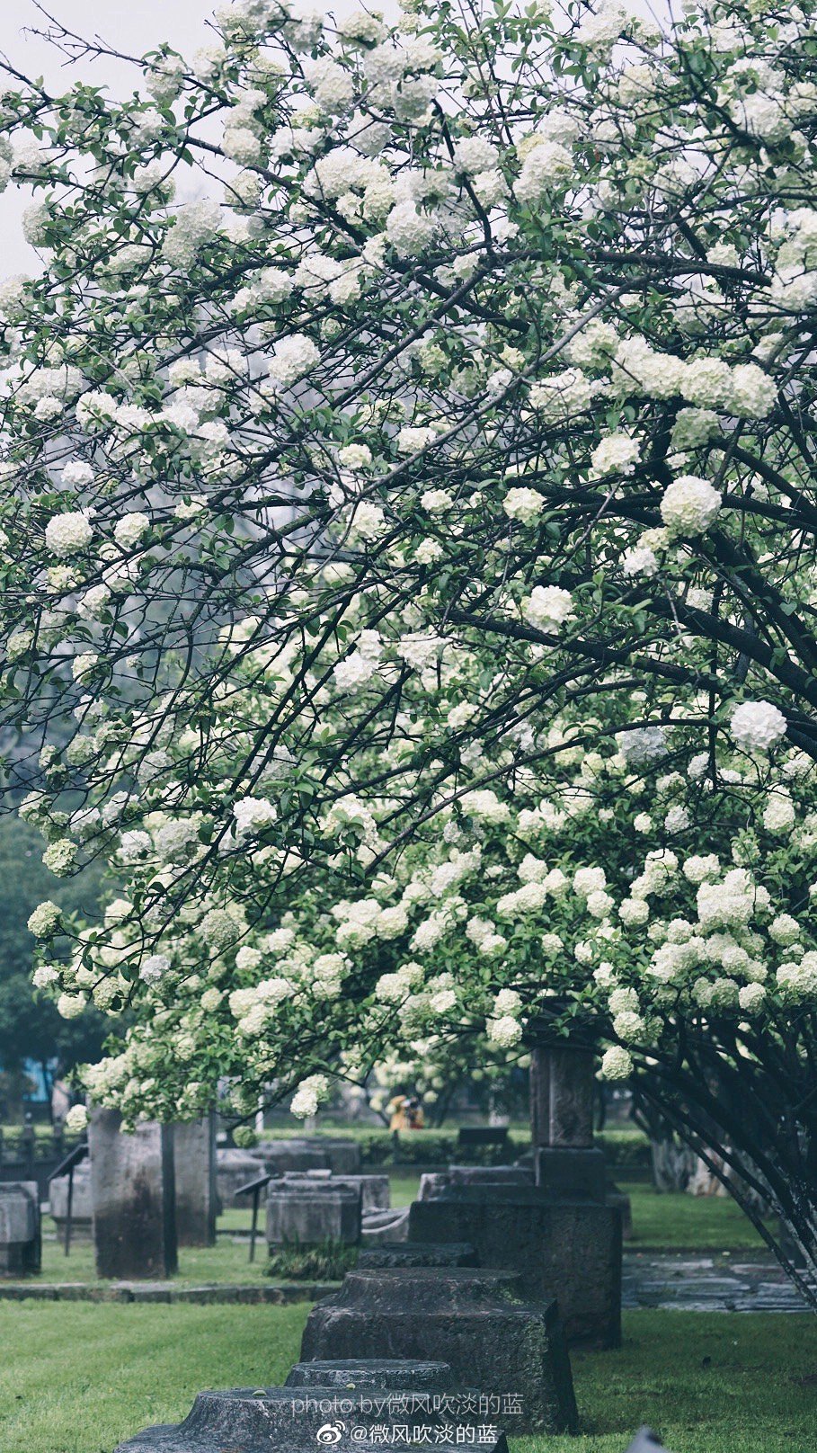 ｜午朝门·木绣球｜似这般花团锦簇，都付与断壁残垣。
摄影@微风吹淡的蓝
#遇见美好时光##我家的春天##摄影##最南京，全民拍##带着微博去旅行##遇见春光##随手拍最美春天# ​​​
