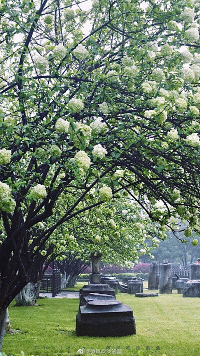 ｜午朝门·木绣球｜似这般花团锦簇，都付与断壁残垣。
摄影@微风吹淡的蓝
#遇见美好时光##我家的春天##摄影##最南京，全民拍##带着微博去旅行##遇见春光##随手拍最美春天# ​​​
