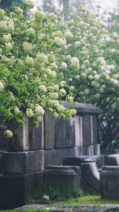 ｜午朝门·木绣球｜似这般花团锦簇，都付与断壁残垣。
摄影@微风吹淡的蓝
#遇见美好时光##我家的春天##摄影##最南京，全民拍##带着微博去旅行##遇见春光##随手拍最美春天# ​​​
