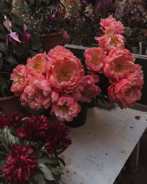 “人间温柔，不虚此行”