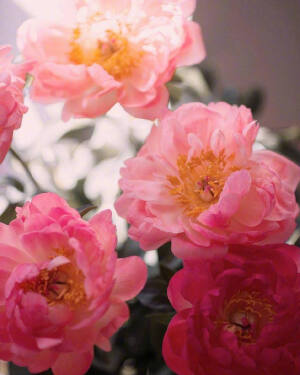 “人间温柔，不虚此行”