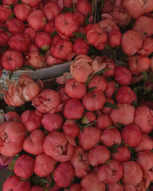 “人间温柔，不虚此行”