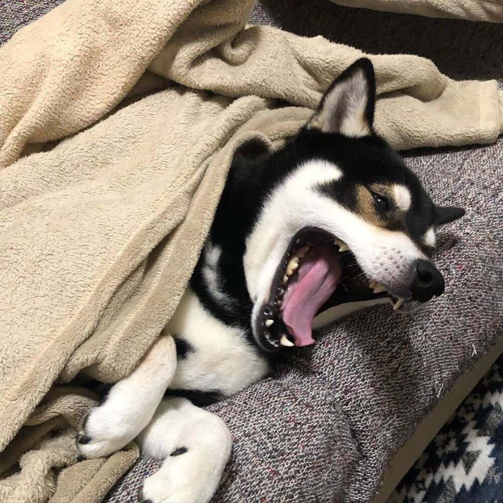 狗头像 猫头像