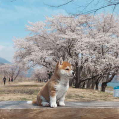 樱花树下的软萌小柴犬