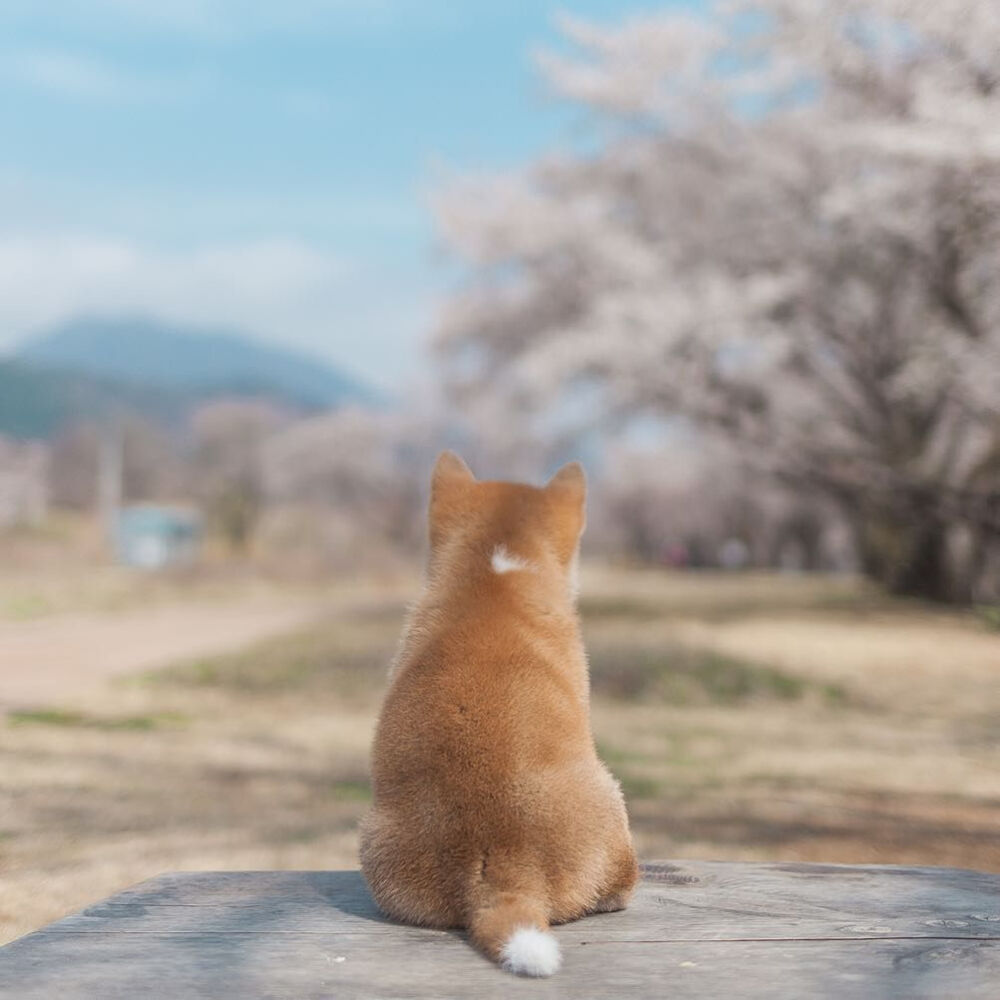 樱花树下的软萌小柴犬