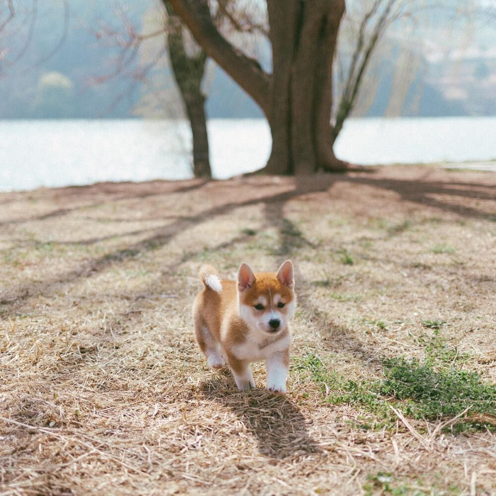 樱花树下的软萌小柴犬