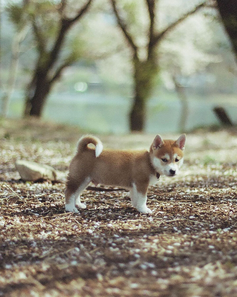 樱花树下的软萌小柴犬