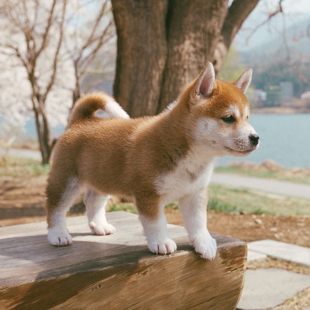 樱花树下的软萌小柴犬