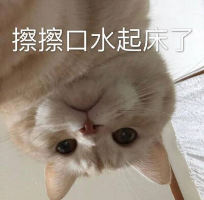 小猫咪表情包