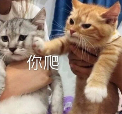 猫咪表情：你爬