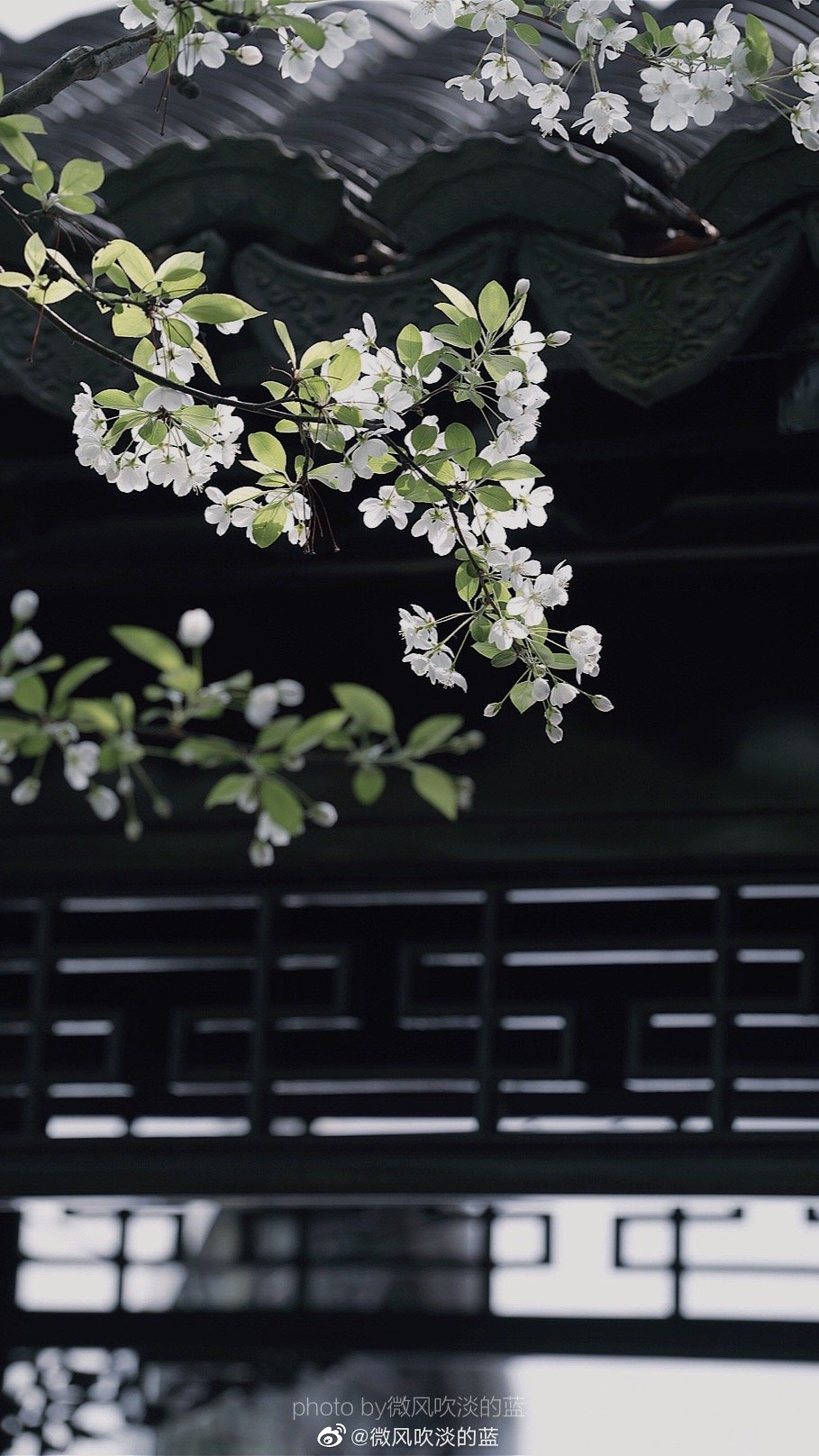 ｜春花·湖北海棠｜(摄于南京莫愁湖公园）
珍重芳姿昼掩门，自携手瓮灌苔盆。
胭脂洗出秋阶影，冰雪招来露砌魂。
淡极始知花更艳，愁多焉得玉无痕。
欲偿白帝凭清洁，不语婷婷日又昏。
摄影@微风吹淡的蓝
#遇见美好时光##你好春天##2020，我的春天##我家的春天##随手拍春天##最南京，全民拍##遇见春光##随手拍最美春天# ​​​