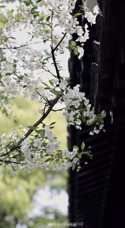 ｜春花·湖北海棠｜(摄于南京莫愁湖公园）
珍重芳姿昼掩门，自携手瓮灌苔盆。
胭脂洗出秋阶影，冰雪招来露砌魂。
淡极始知花更艳，愁多焉得玉无痕。
欲偿白帝凭清洁，不语婷婷日又昏。
摄影@微风吹淡的蓝
#遇见美好…