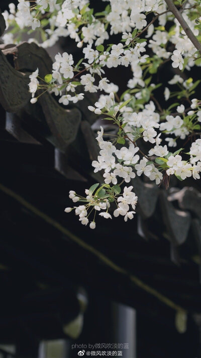 ｜春花·湖北海棠｜(摄于南京莫愁湖公园）
珍重芳姿昼掩门，自携手瓮灌苔盆。
胭脂洗出秋阶影，冰雪招来露砌魂。
淡极始知花更艳，愁多焉得玉无痕。
欲偿白帝凭清洁，不语婷婷日又昏。
摄影@微风吹淡的蓝
#遇见美好…