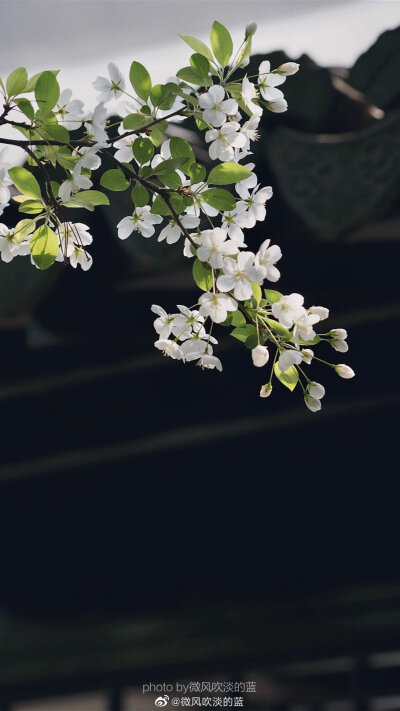 ｜春花·湖北海棠｜(摄于南京莫愁湖公园）
珍重芳姿昼掩门，自携手瓮灌苔盆。
胭脂洗出秋阶影，冰雪招来露砌魂。
淡极始知花更艳，愁多焉得玉无痕。
欲偿白帝凭清洁，不语婷婷日又昏。
摄影@微风吹淡的蓝
#遇见美好…