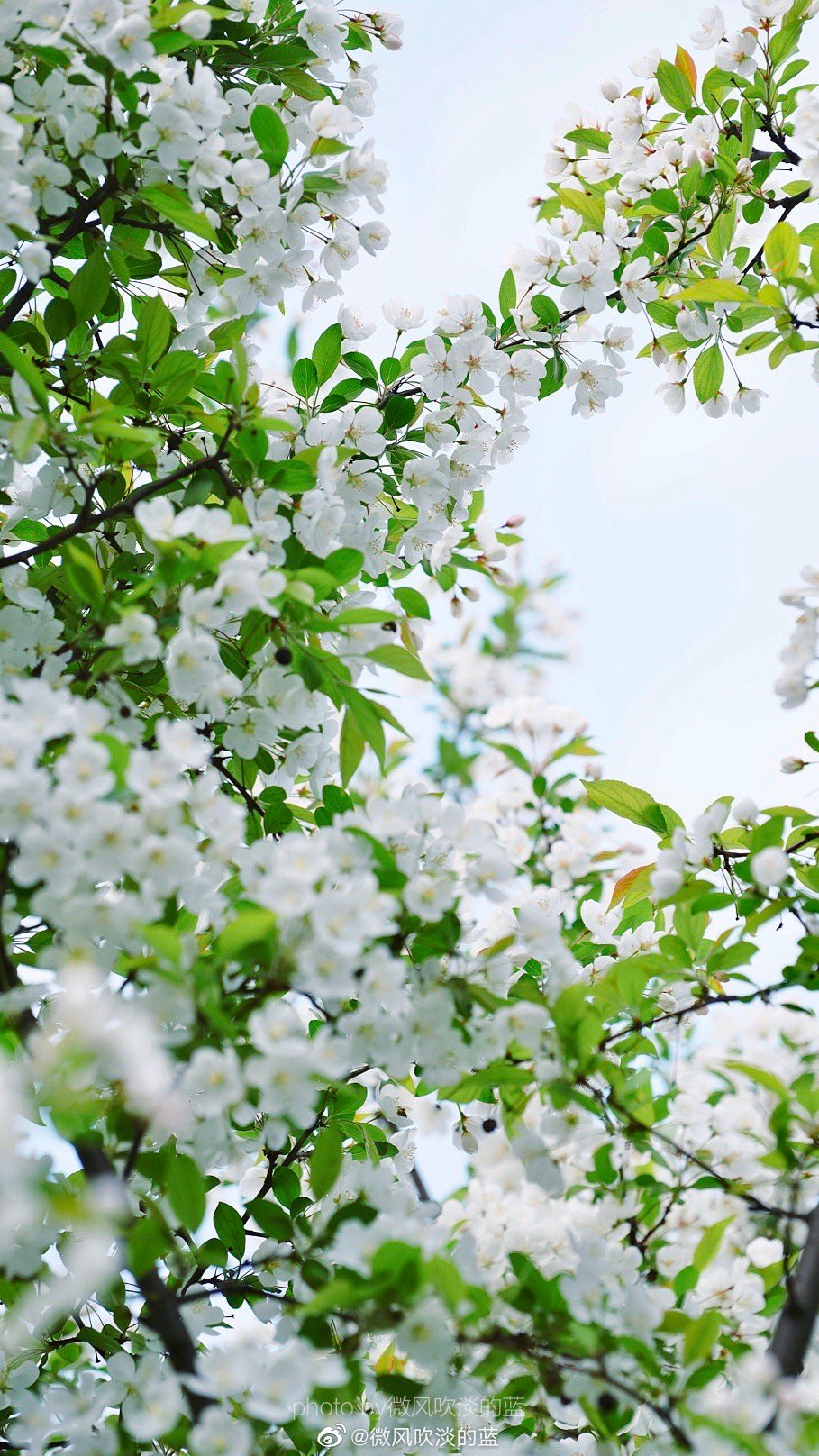 ｜春花·湖北海棠｜(摄于南京莫愁湖公园）
珍重芳姿昼掩门，自携手瓮灌苔盆。
胭脂洗出秋阶影，冰雪招来露砌魂。
淡极始知花更艳，愁多焉得玉无痕。
欲偿白帝凭清洁，不语婷婷日又昏。
摄影@微风吹淡的蓝
#遇见美好时光##你好春天##2020，我的春天##我家的春天##随手拍春天##最南京，全民拍##遇见春光##随手拍最美春天# ​​​