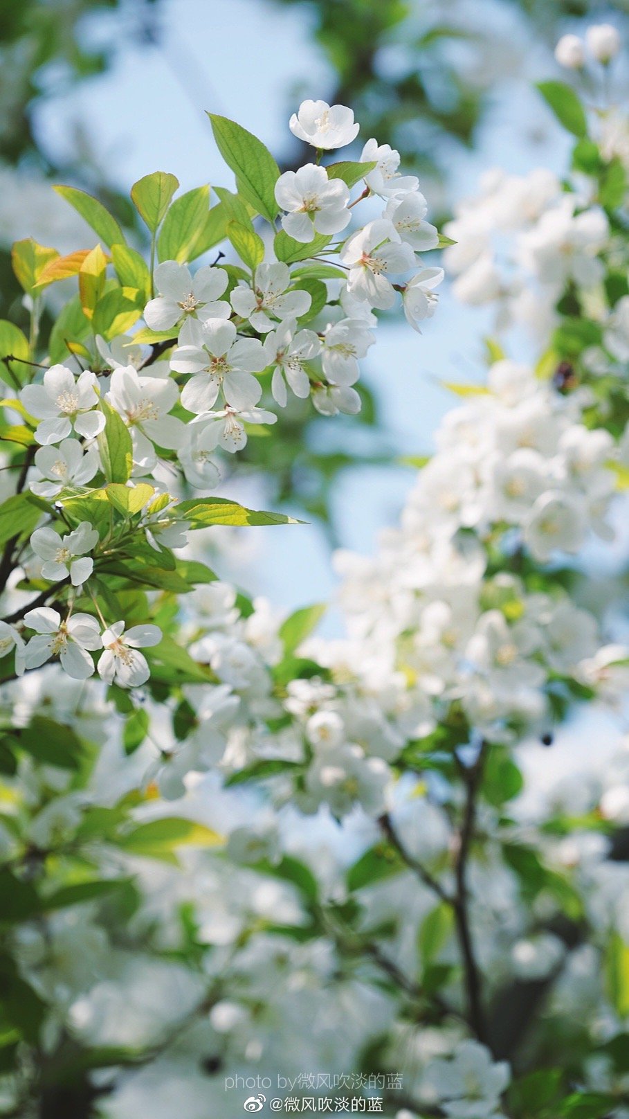 ｜春花·湖北海棠｜(摄于南京莫愁湖公园）
珍重芳姿昼掩门，自携手瓮灌苔盆。
胭脂洗出秋阶影，冰雪招来露砌魂。
淡极始知花更艳，愁多焉得玉无痕。
欲偿白帝凭清洁，不语婷婷日又昏。
摄影@微风吹淡的蓝
#遇见美好时光##你好春天##2020，我的春天##我家的春天##随手拍春天##最南京，全民拍##遇见春光##随手拍最美春天# ​​​