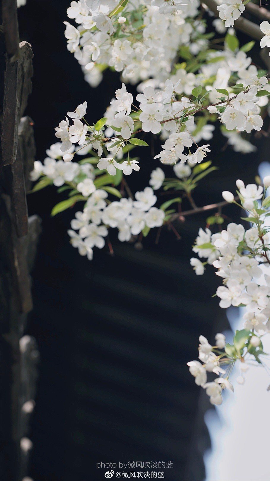 ｜春花·湖北海棠｜(摄于南京莫愁湖公园）
珍重芳姿昼掩门，自携手瓮灌苔盆。
胭脂洗出秋阶影，冰雪招来露砌魂。
淡极始知花更艳，愁多焉得玉无痕。
欲偿白帝凭清洁，不语婷婷日又昏。
摄影@微风吹淡的蓝
#遇见美好时光##你好春天##2020，我的春天##我家的春天##随手拍春天##最南京，全民拍##遇见春光##随手拍最美春天# ​​​