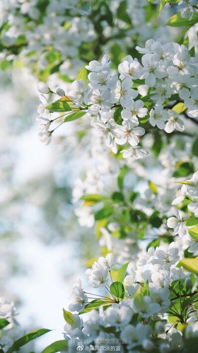 ｜春花·湖北海棠｜(摄于南京莫愁湖公园）
珍重芳姿昼掩门，自携手瓮灌苔盆。
胭脂洗出秋阶影，冰雪招来露砌魂。
淡极始知花更艳，愁多焉得玉无痕。
欲偿白帝凭清洁，不语婷婷日又昏。
摄影@微风吹淡的蓝
#遇见美好…