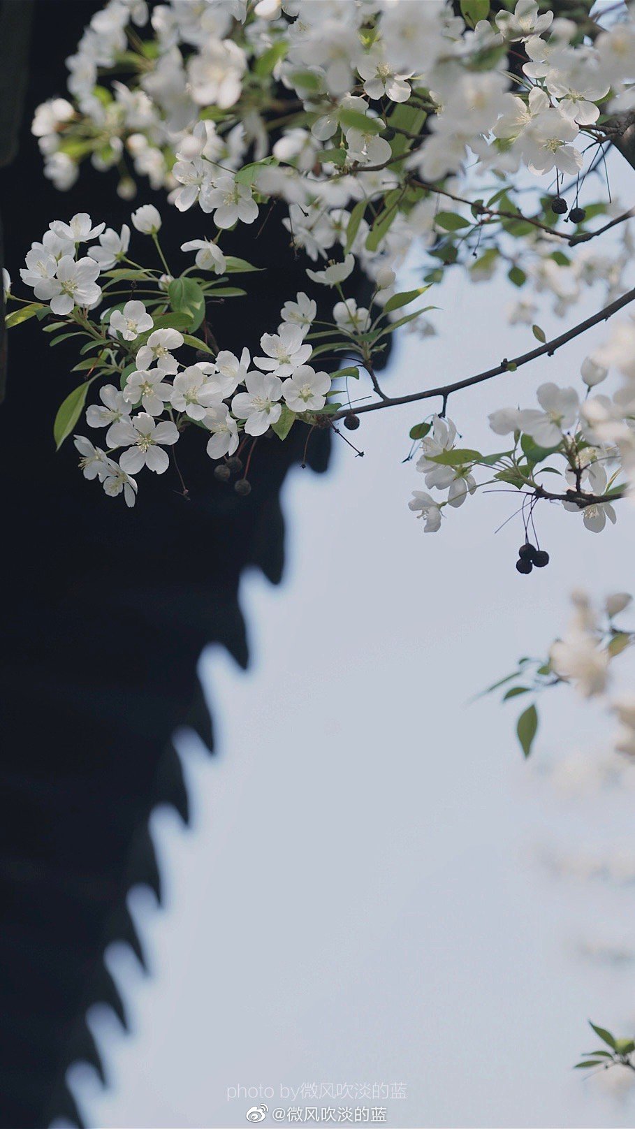 ｜春花·湖北海棠｜(摄于南京莫愁湖公园）
珍重芳姿昼掩门，自携手瓮灌苔盆。
胭脂洗出秋阶影，冰雪招来露砌魂。
淡极始知花更艳，愁多焉得玉无痕。
欲偿白帝凭清洁，不语婷婷日又昏。
摄影@微风吹淡的蓝
#遇见美好时光##你好春天##2020，我的春天##我家的春天##随手拍春天##最南京，全民拍##遇见春光##随手拍最美春天# ​​​