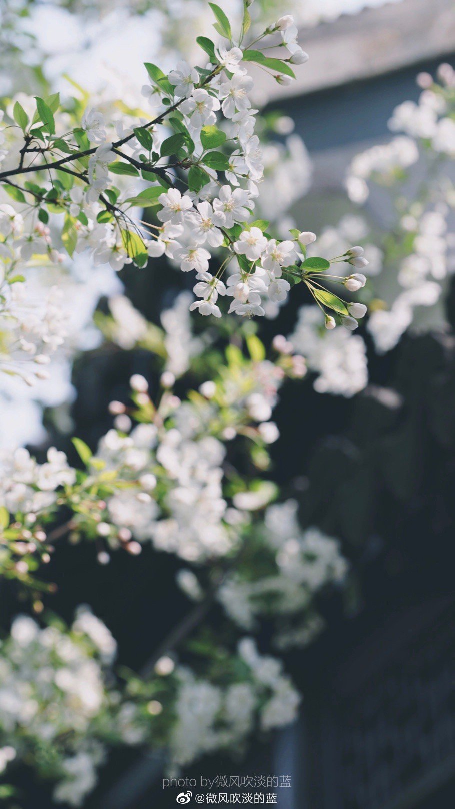 ｜春花·湖北海棠｜(摄于南京莫愁湖公园）
珍重芳姿昼掩门，自携手瓮灌苔盆。
胭脂洗出秋阶影，冰雪招来露砌魂。
淡极始知花更艳，愁多焉得玉无痕。
欲偿白帝凭清洁，不语婷婷日又昏。
摄影@微风吹淡的蓝
#遇见美好时光##你好春天##2020，我的春天##我家的春天##随手拍春天##最南京，全民拍##遇见春光##随手拍最美春天# ​​​