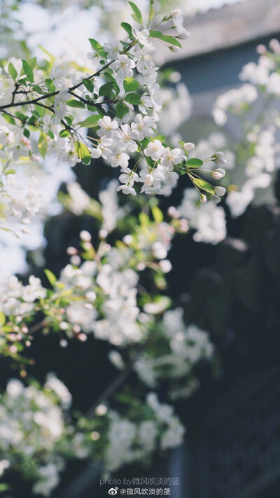 ｜春花·湖北海棠｜(摄于南京莫愁湖公园）
珍重芳姿昼掩门，自携手瓮灌苔盆。
胭脂洗出秋阶影，冰雪招来露砌魂。
淡极始知花更艳，愁多焉得玉无痕。
欲偿白帝凭清洁，不语婷婷日又昏。
摄影@微风吹淡的蓝
#遇见美好…