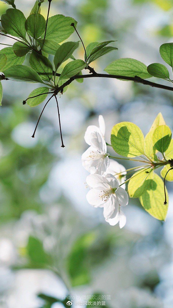 ｜春花·湖北海棠｜(摄于南京莫愁湖公园）
珍重芳姿昼掩门，自携手瓮灌苔盆。
胭脂洗出秋阶影，冰雪招来露砌魂。
淡极始知花更艳，愁多焉得玉无痕。
欲偿白帝凭清洁，不语婷婷日又昏。
摄影@微风吹淡的蓝
#遇见美好时光##你好春天##2020，我的春天##我家的春天##随手拍春天##最南京，全民拍##遇见春光##随手拍最美春天# ​​​