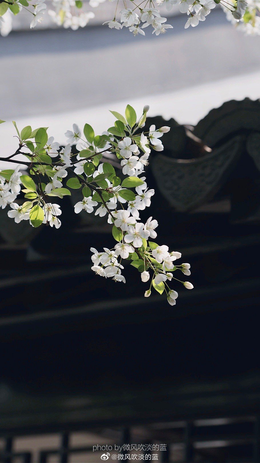 ｜春花·湖北海棠｜(摄于南京莫愁湖公园）
珍重芳姿昼掩门，自携手瓮灌苔盆。
胭脂洗出秋阶影，冰雪招来露砌魂。
淡极始知花更艳，愁多焉得玉无痕。
欲偿白帝凭清洁，不语婷婷日又昏。
摄影@微风吹淡的蓝
#遇见美好时光##你好春天##2020，我的春天##我家的春天##随手拍春天##最南京，全民拍##遇见春光##随手拍最美春天# ​​​