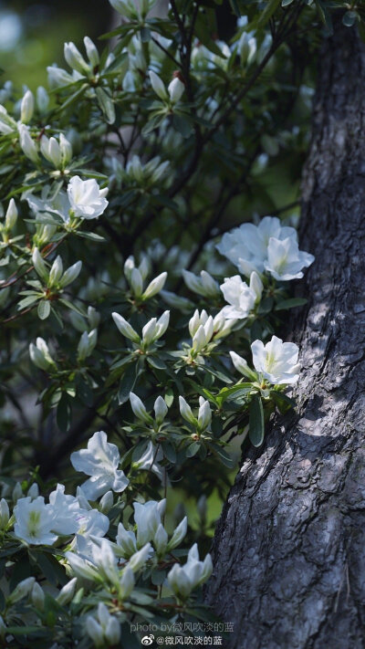 ｜春花·白杜鹃｜
那须带血依芬树,自可梳翎弄雪衣。
摄影@微风吹淡的蓝
#遇见美好时光##你好春天##2020，我的春天##我家的春天##随手拍春天##最南京，全民拍##遇见春光##随手拍最美春天# ​​​